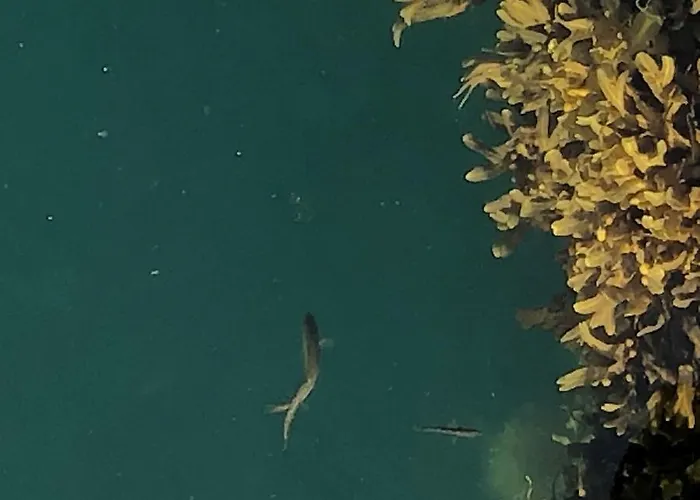 Appartement Laukvik Suites Laukvik