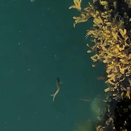 Lägenhet Laukvik Suites Laukvik